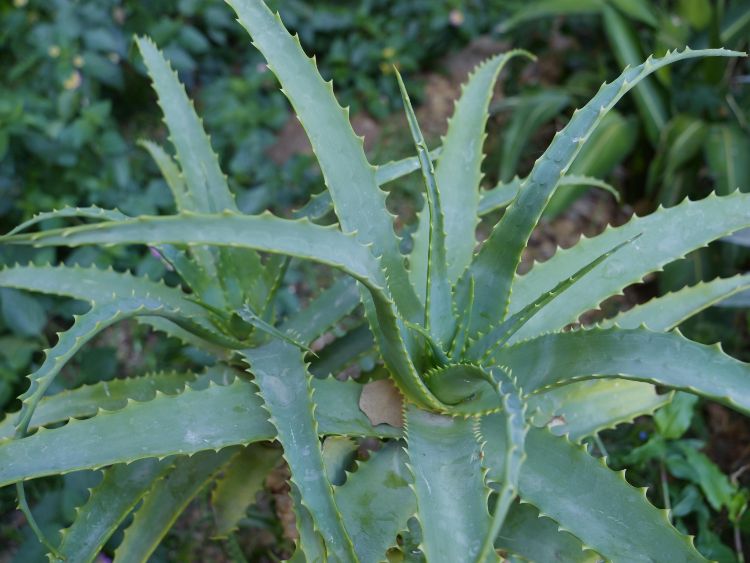 De helende werking van Aloe Vera